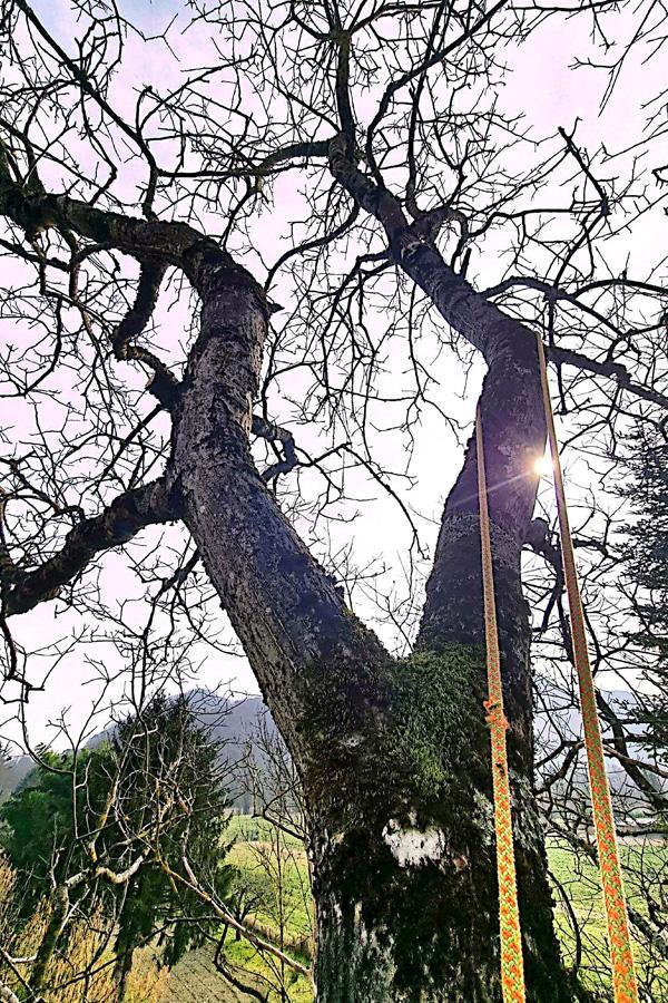 Vente de copeau Belley